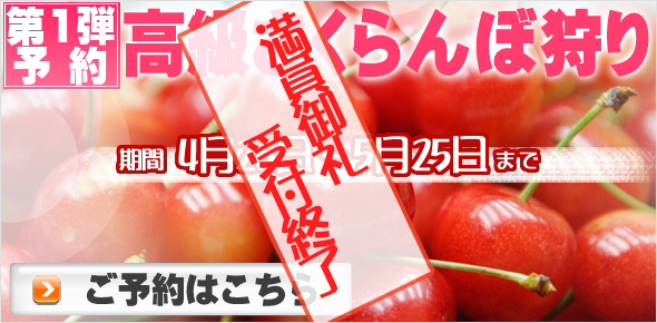 4月・5月(GW)の温室高級さくらんぼ狩り予約へ