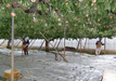 桃の収穫風景