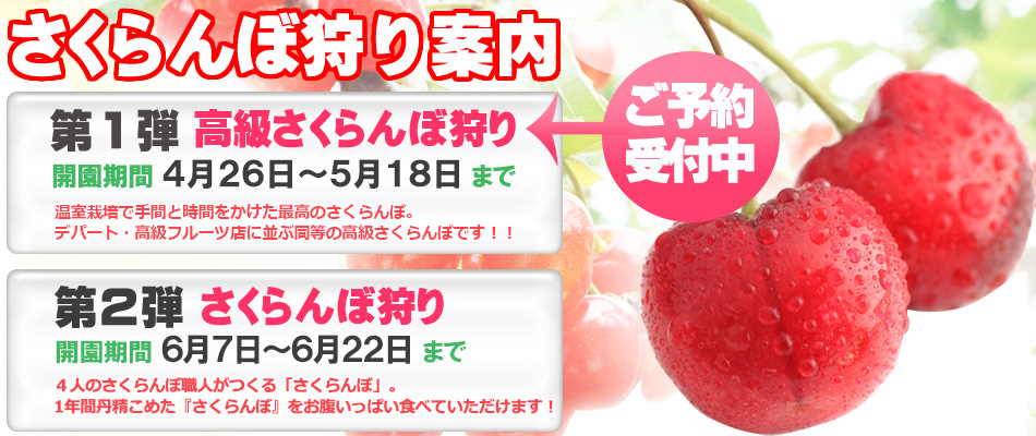 さくらんぼ狩りのご案内イメージ画像