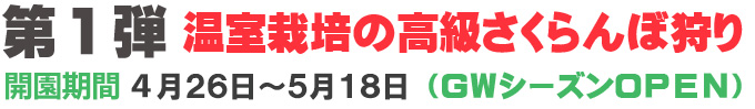 さくらんぼ狩りのご案内