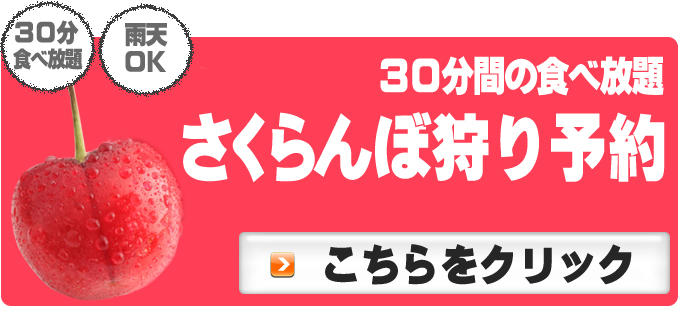 さくらんぼ狩り 予約へ