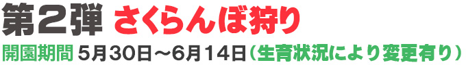 さくらんぼ狩りのご案内