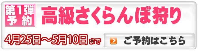 5月高級さくらんぼ狩りの予約へ