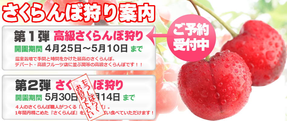 さくらんぼ狩りのご案内イメージ画像