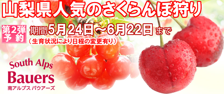 さくらんぼ狩り 予約画像