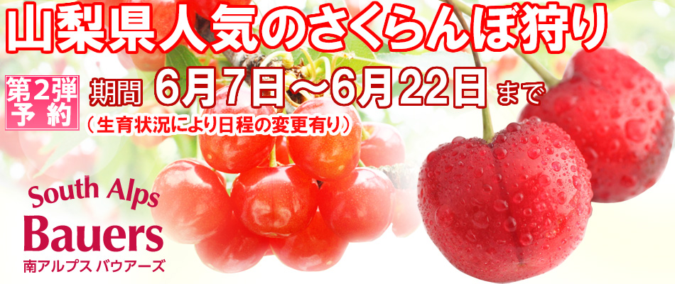さくらんぼ狩り 予約画像