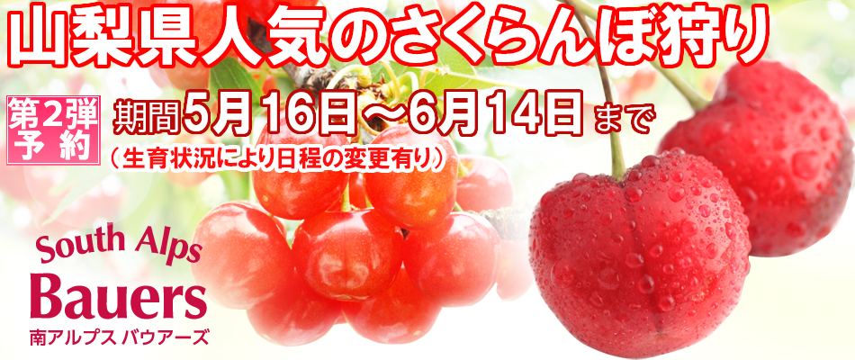 さくらんぼ狩り 予約画像