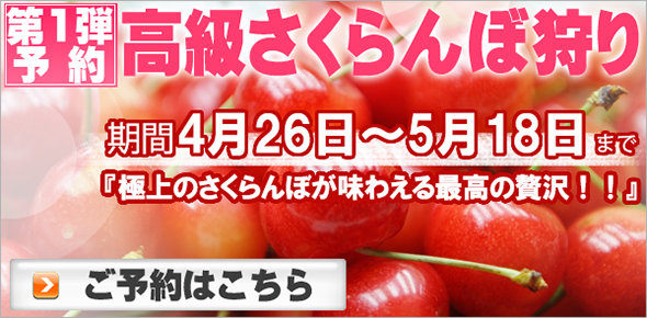 5月のGWのさくらんぼ狩り予約へ 