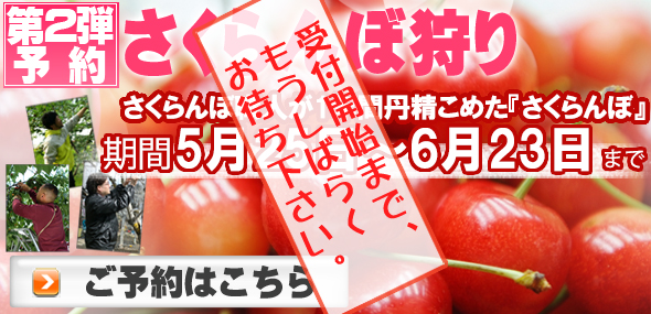 6月のさくらんぼ狩り予約へ