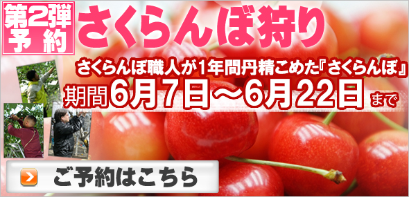 6月のさくらんぼ狩り予約へ