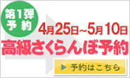 高級さくらんぼ狩り予約