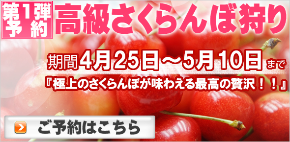 5月のGWのさくらんぼ狩り予約へ 