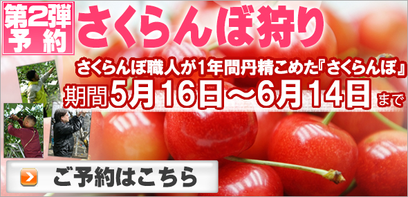 6月のさくらんぼ狩り予約へ